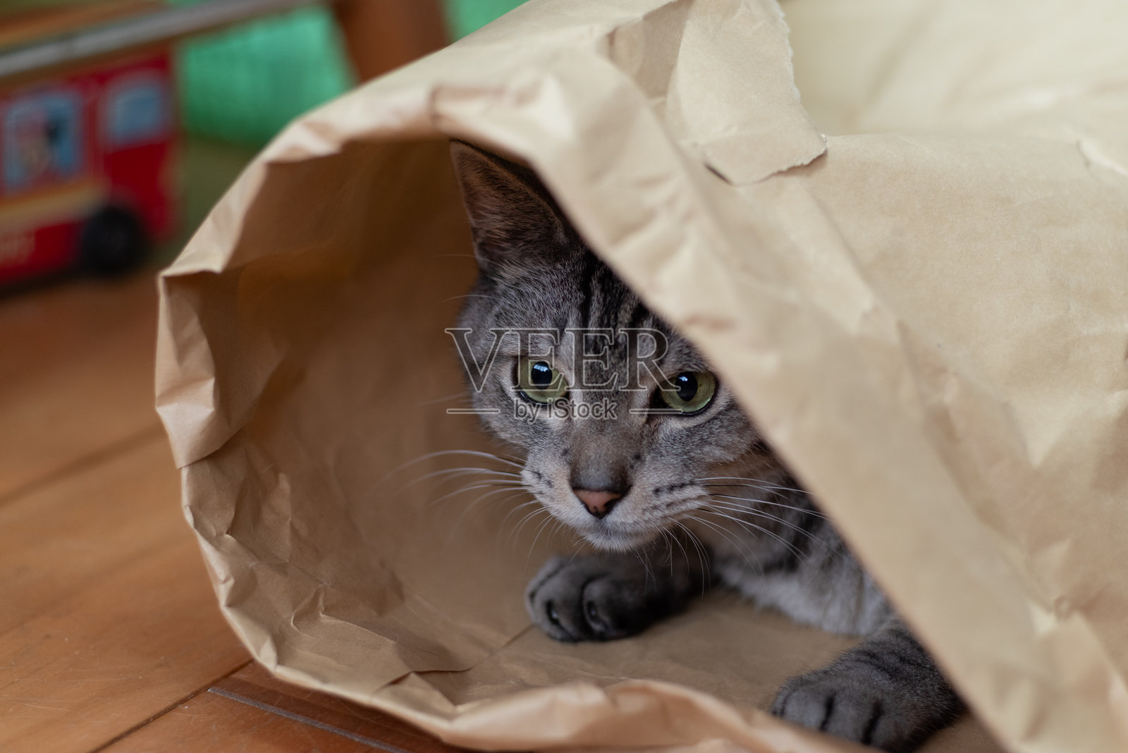 可爱的猫咪在纸袋里照片摄影图片