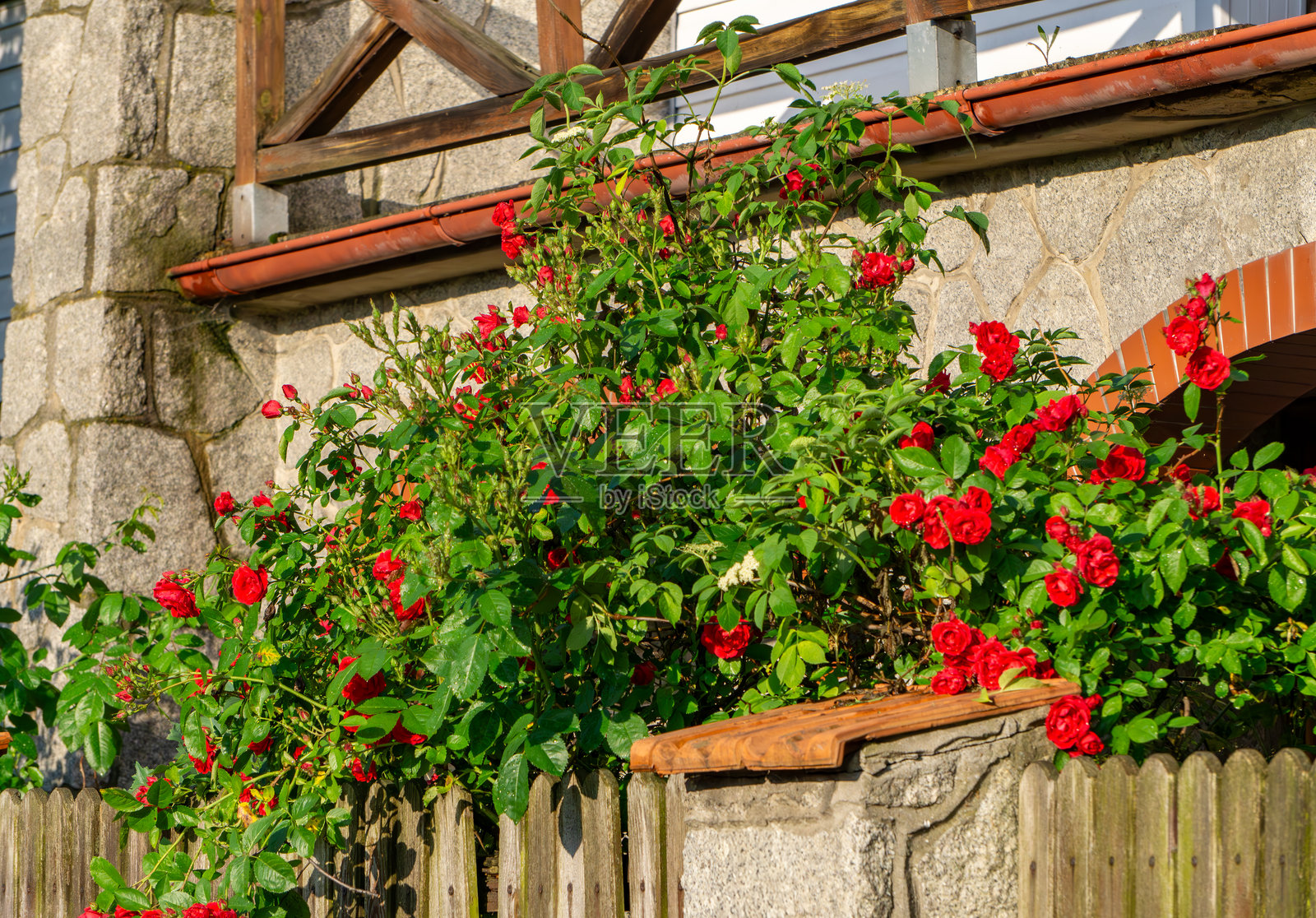 红色攀爬玫瑰在木栅栏和石墙旁盛开。夏季花卉盛开的场景。照片摄影图片