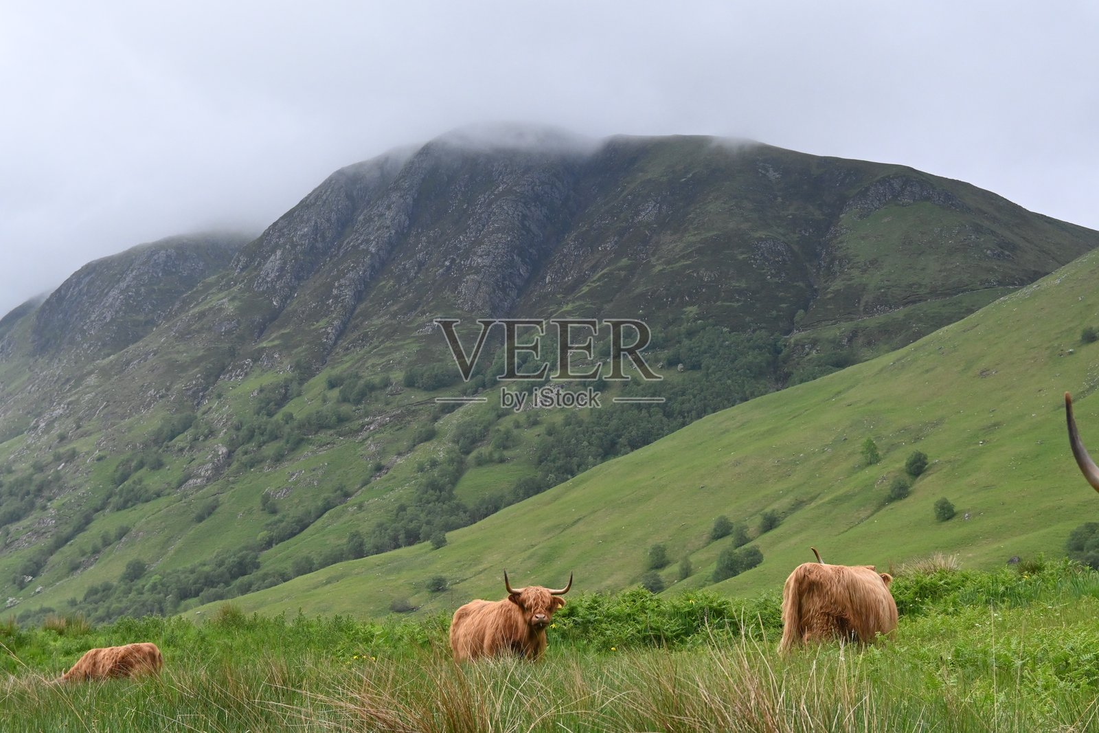 苏格兰高地的高地牛在郁郁葱葱的草地上吃草，天空雾气弥漫。照片摄影图片