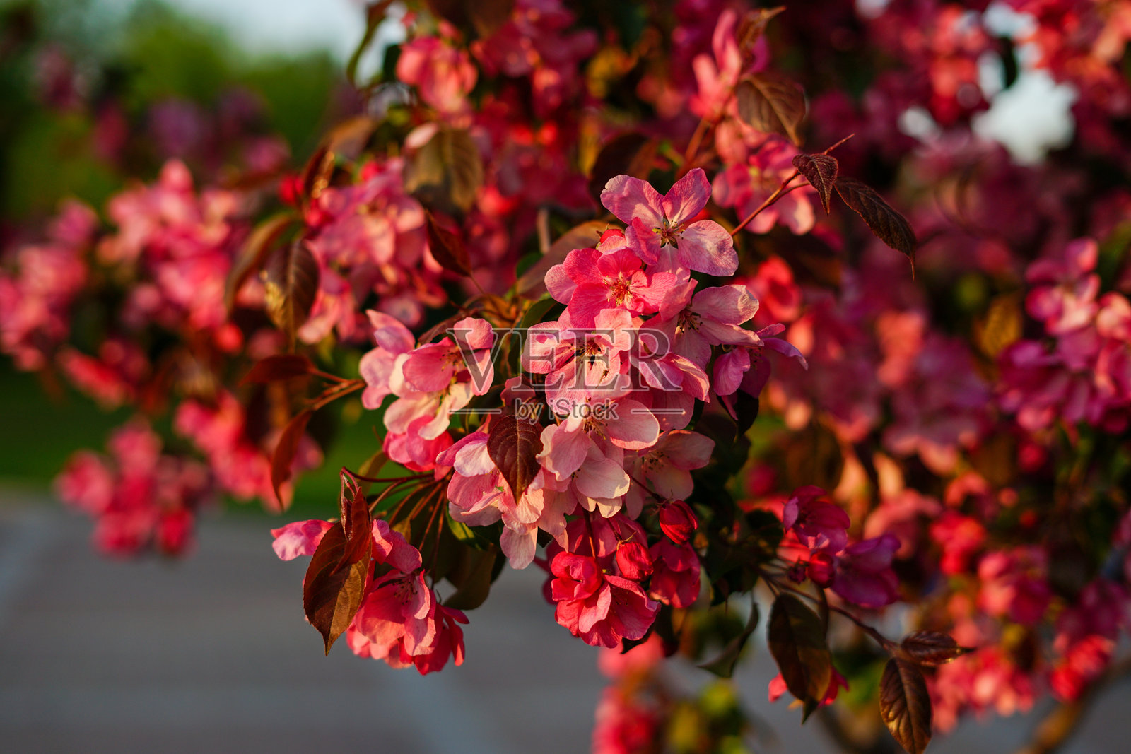 阳光下的粉色海棠花照片摄影图片