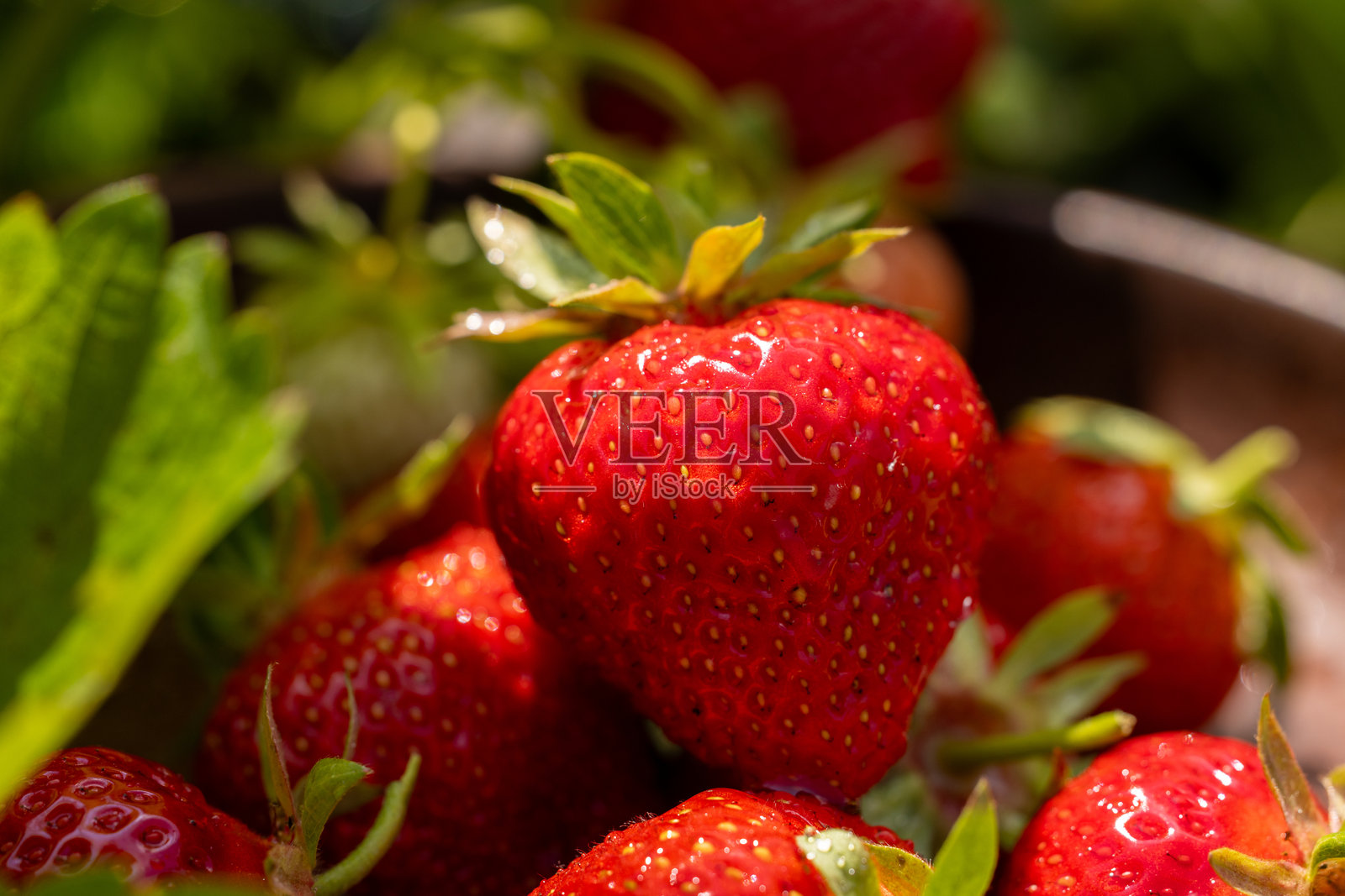 新鲜采摘的草莓在阳光下闪闪发光照片摄影图片