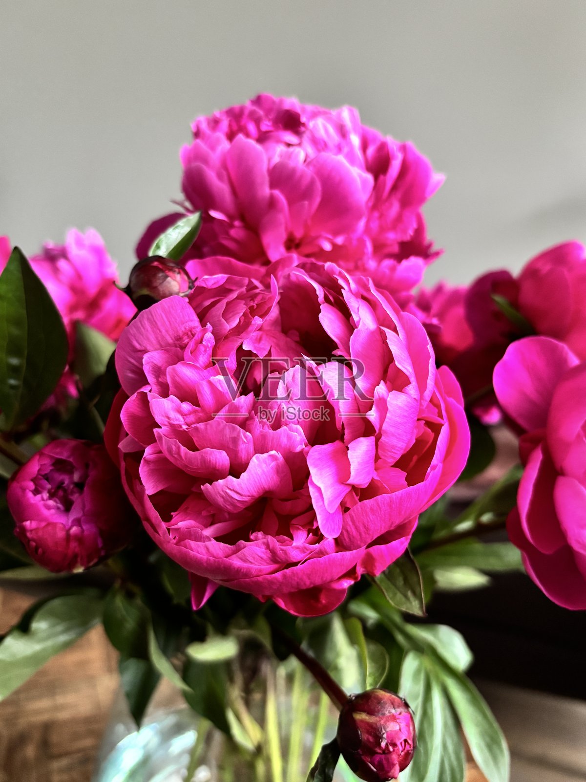 家中粉色牡丹花的细节照片摄影图片