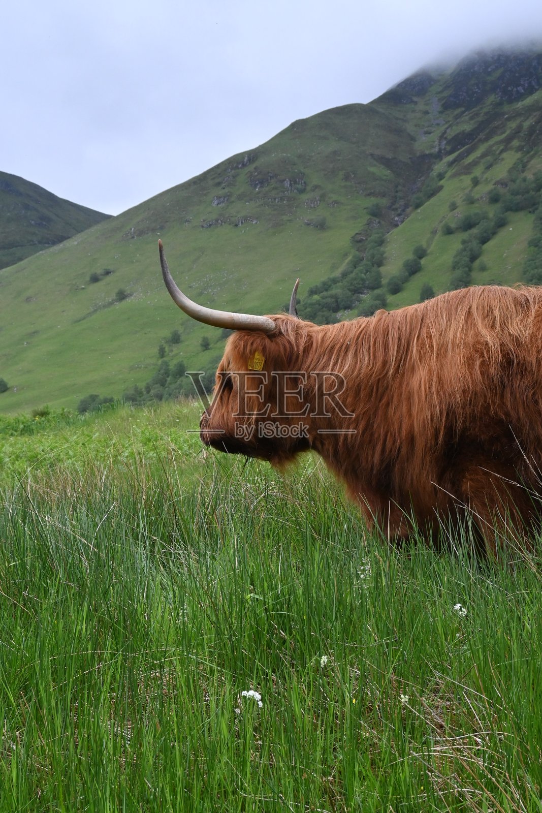 雄伟的高地牛在郁郁葱葱的苏格兰高地牧场中照片摄影图片