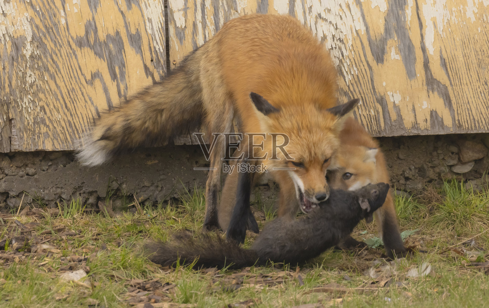 雄性狐狸教小狐狸照片摄影图片