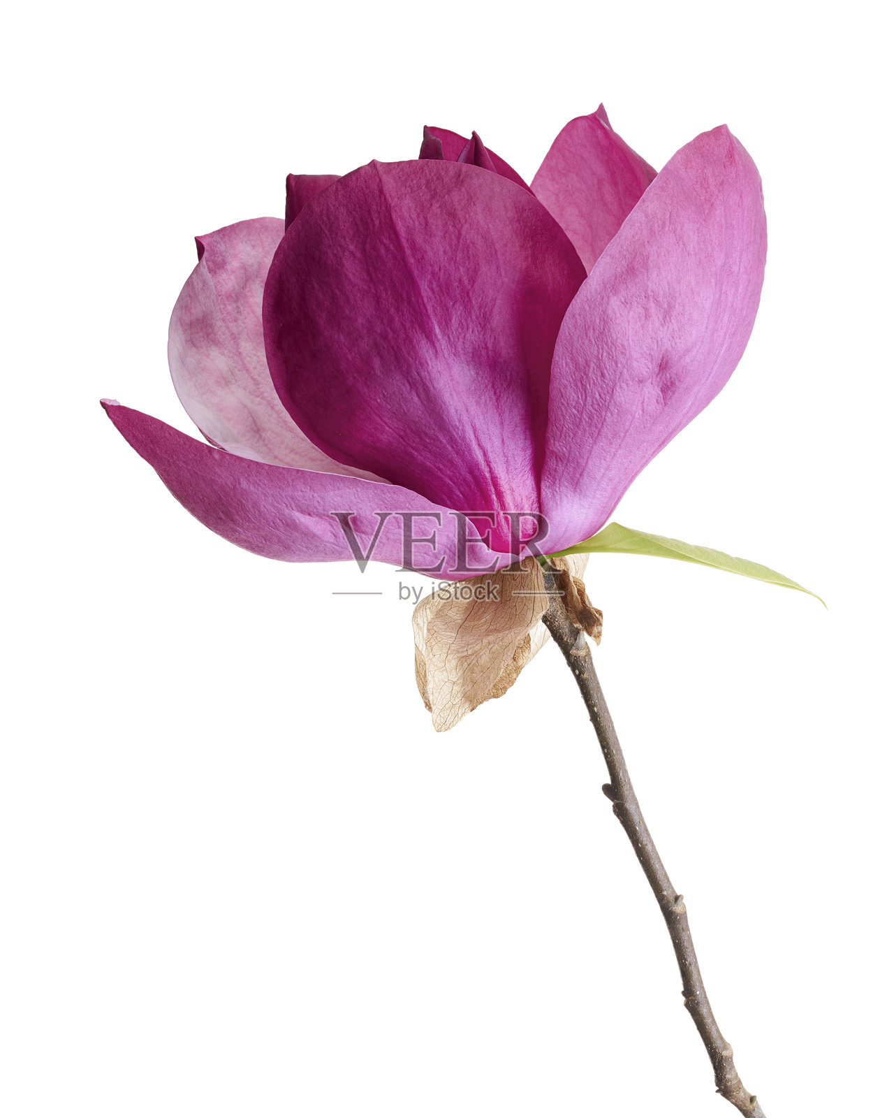 紫玉兰花朵与叶子在枝条上，白色背景下的孤立百合玉兰花，带有抠图路径照片摄影图片