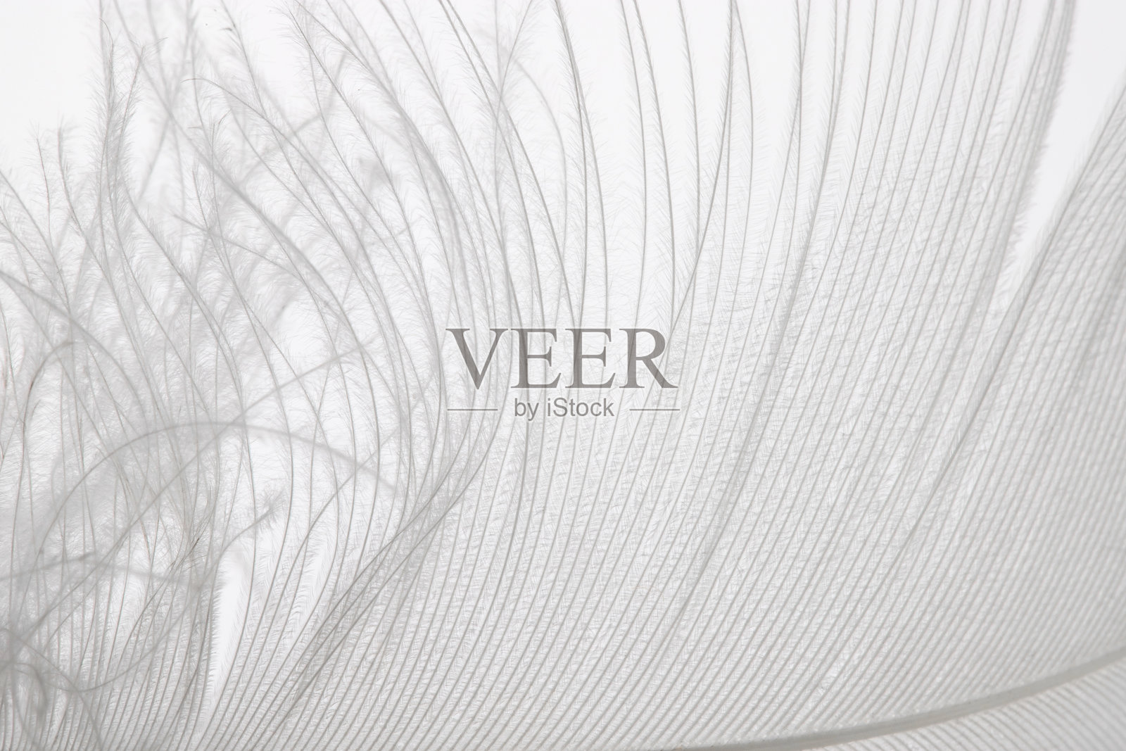 鸟羽毛特写，自然绒毛质感照片摄影图片