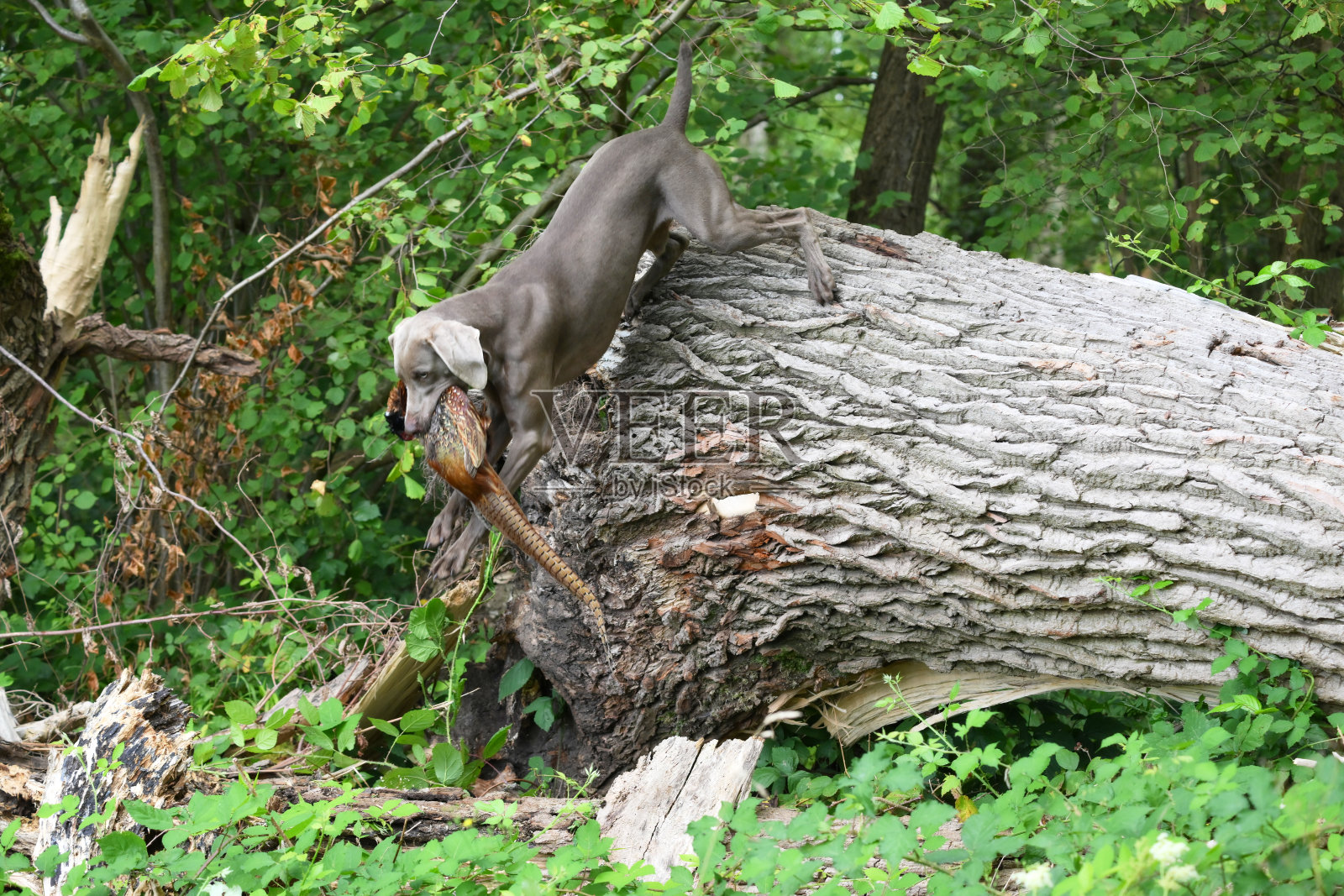 维玛拉犬工作犬照片摄影图片