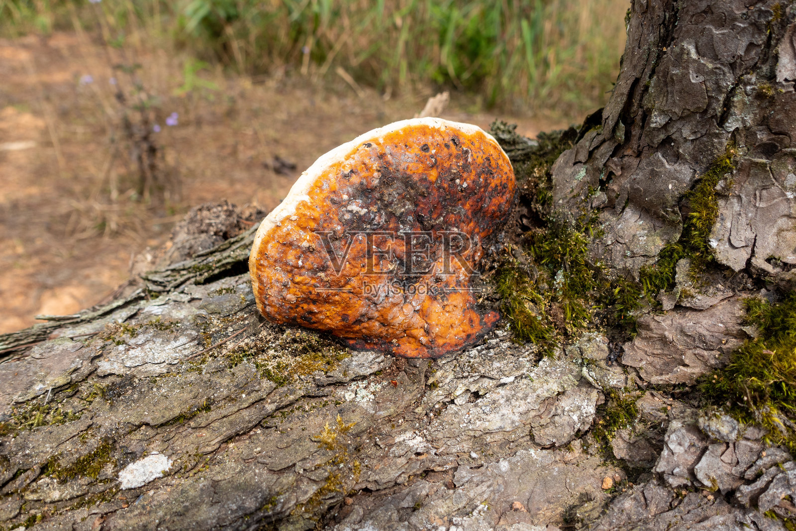 红带锈菌在长满苔藓的树干上生长。照片摄影图片