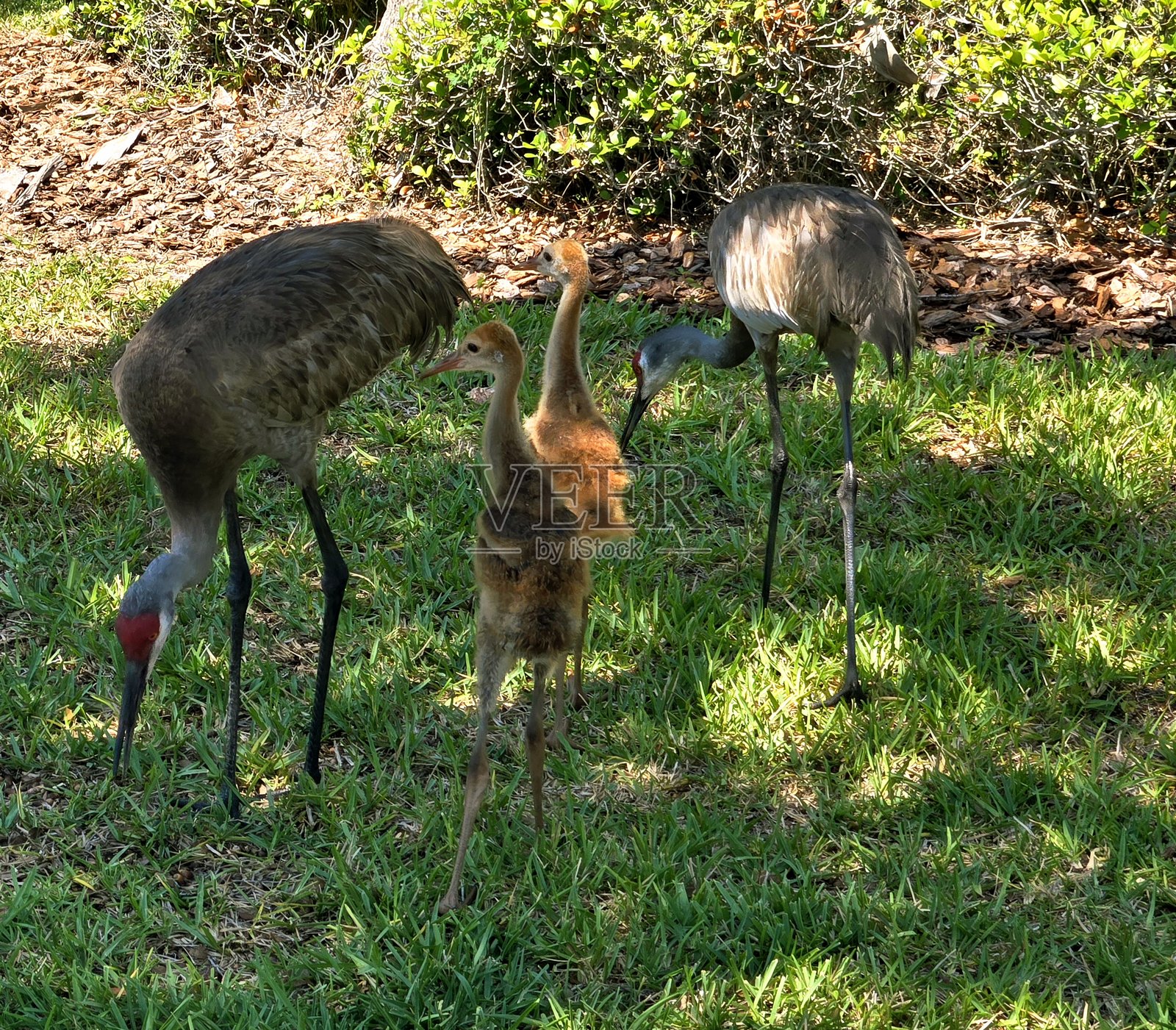 沙丘鹤一家照片摄影图片