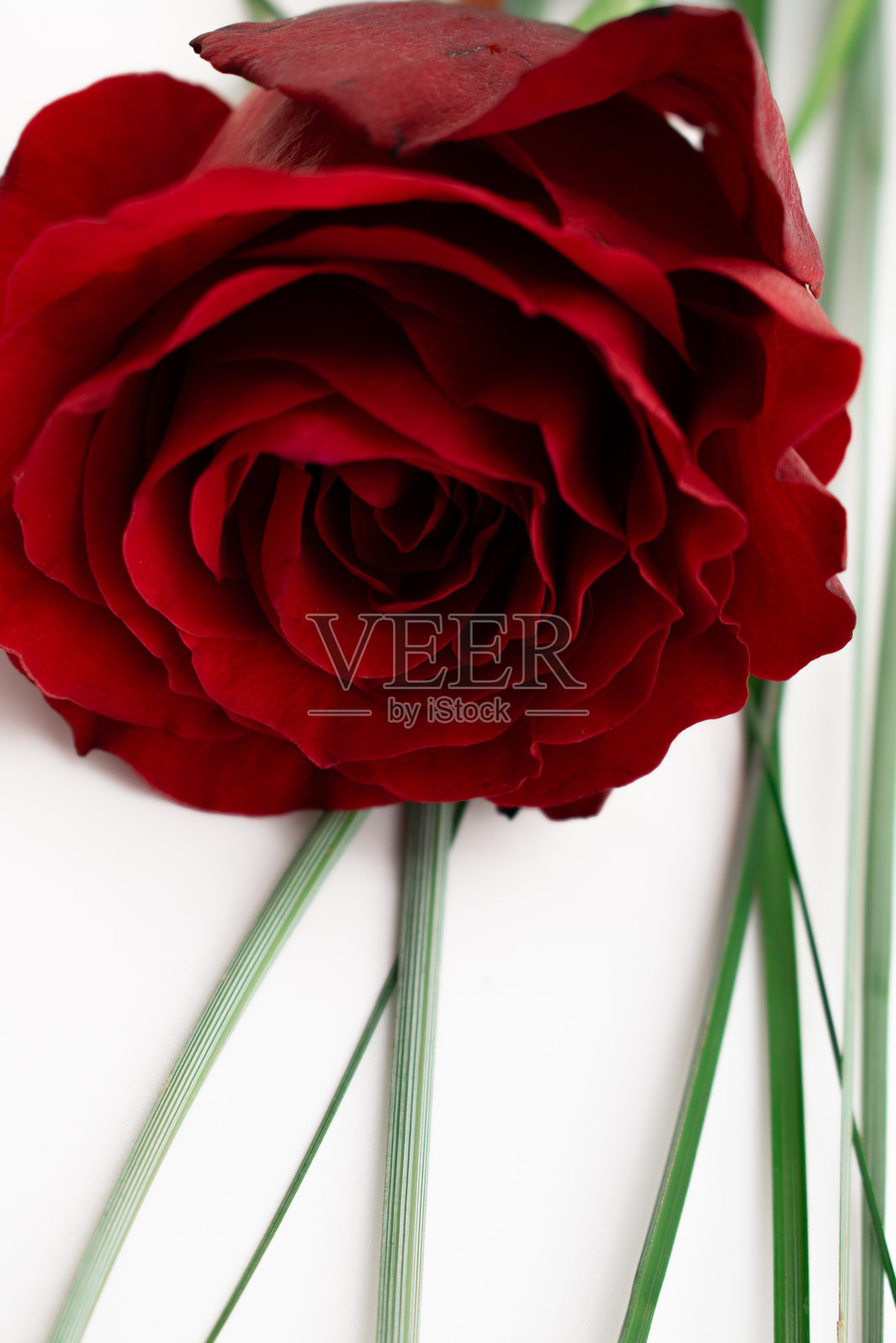 适合爱情主题、花卉布置或高端品牌形象照片摄影图片