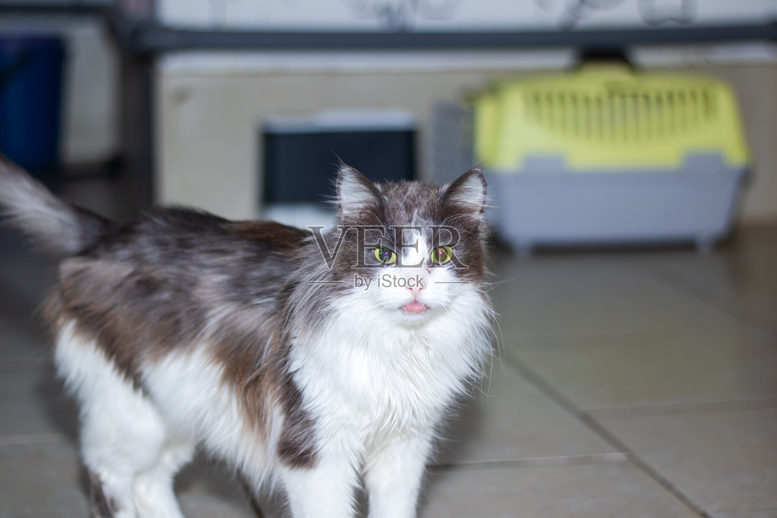 窗边的黑白猫在瓷砖地板上，露出胡须和尾巴照片摄影图片