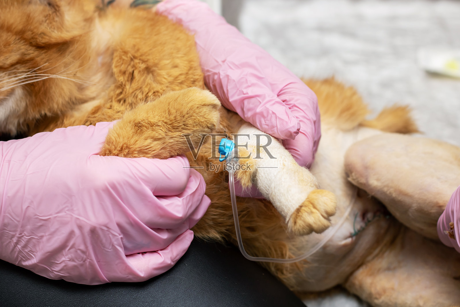 一只猫在兽医的帮助下接受安慰注射照片摄影图片