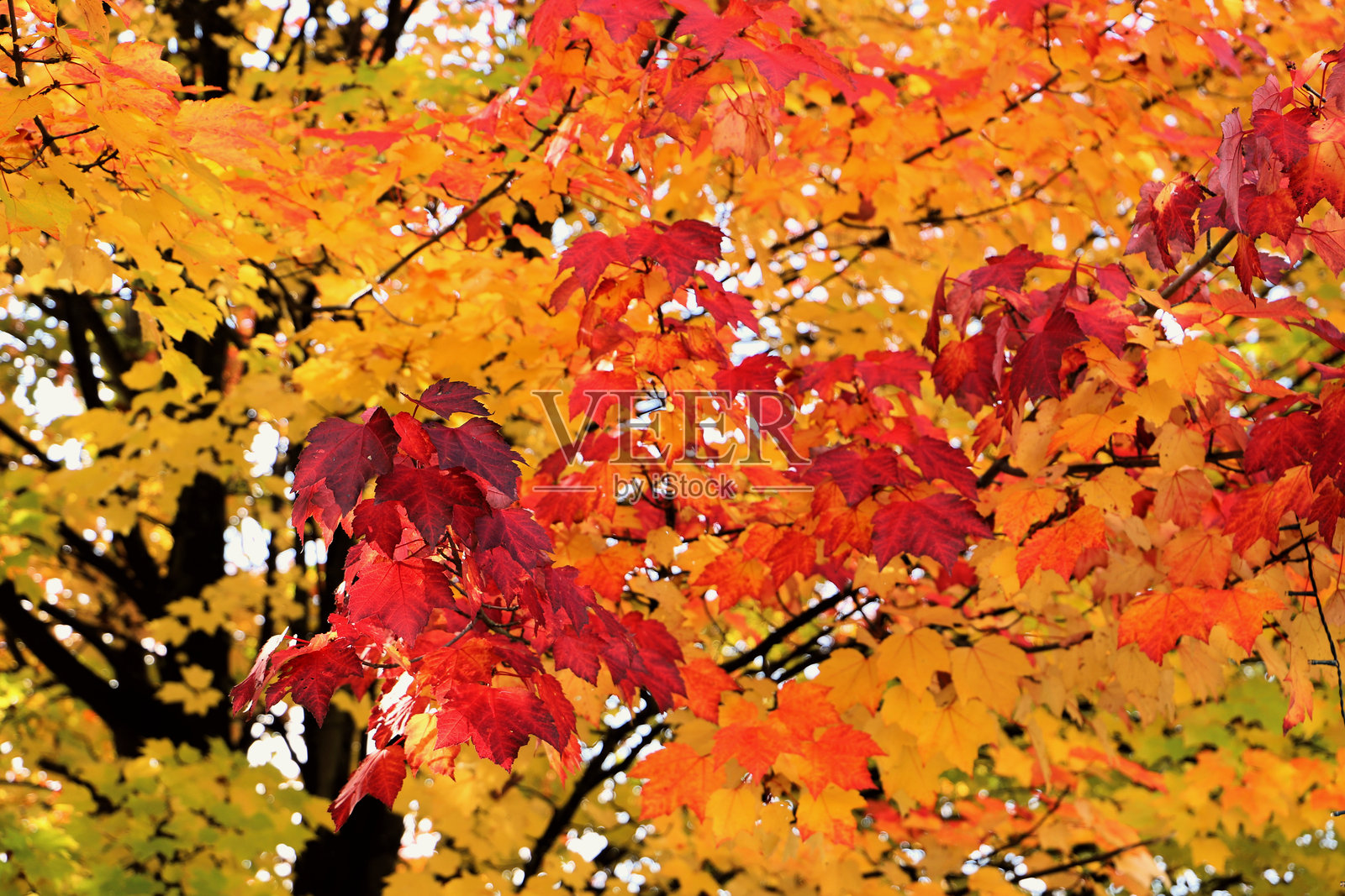 秋天森林中的枫叶。五彩斑斓的秋季背景。照片摄影图片