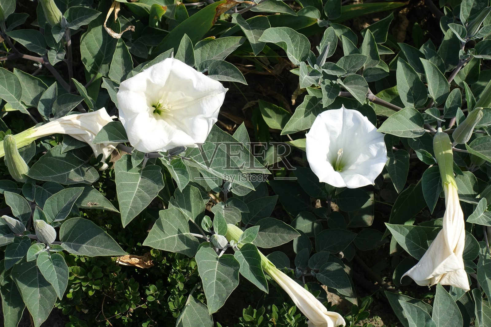 九月中旬的无毒曼陀罗的大白花照片摄影图片