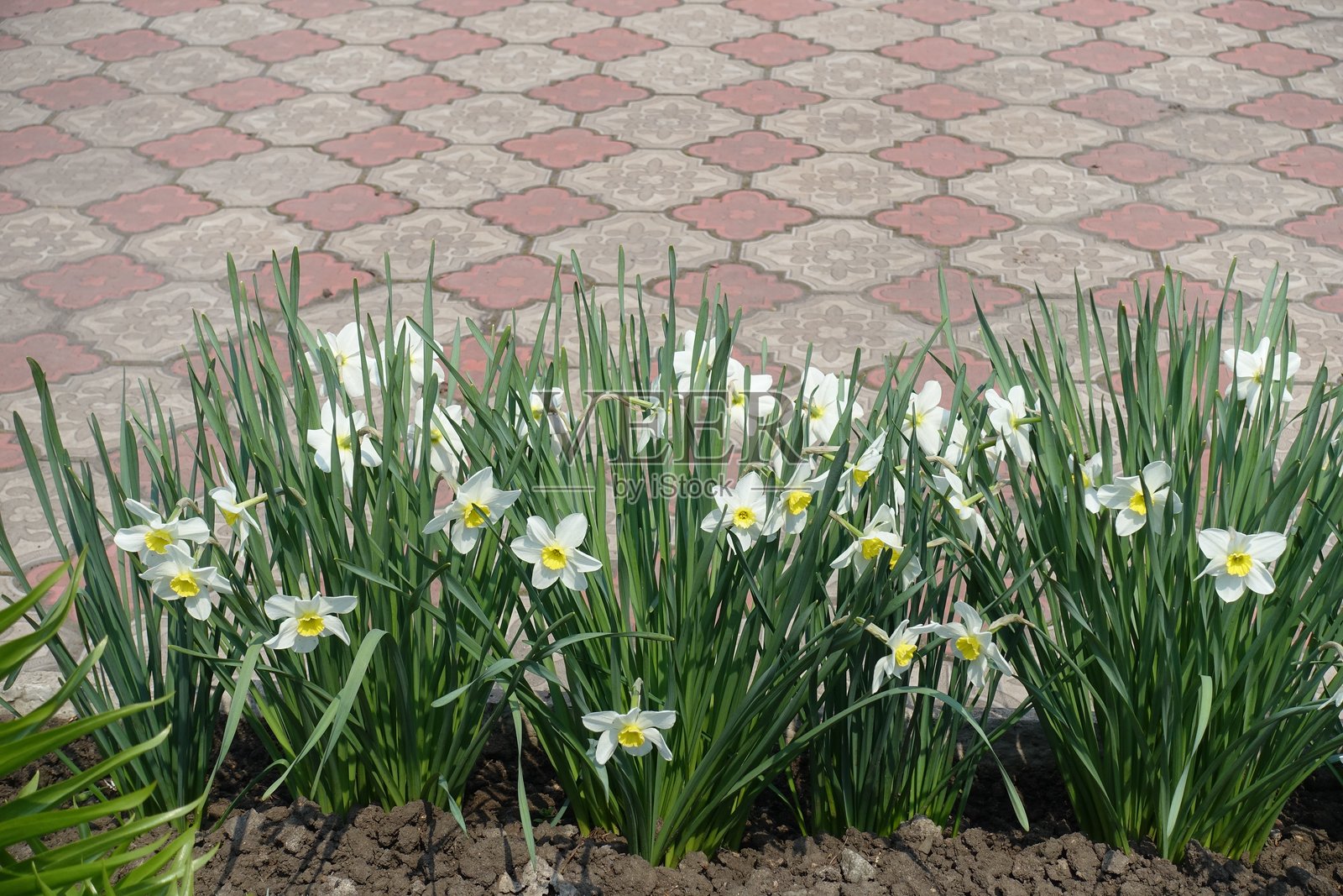 四月盛开的白色水仙花边照片摄影图片