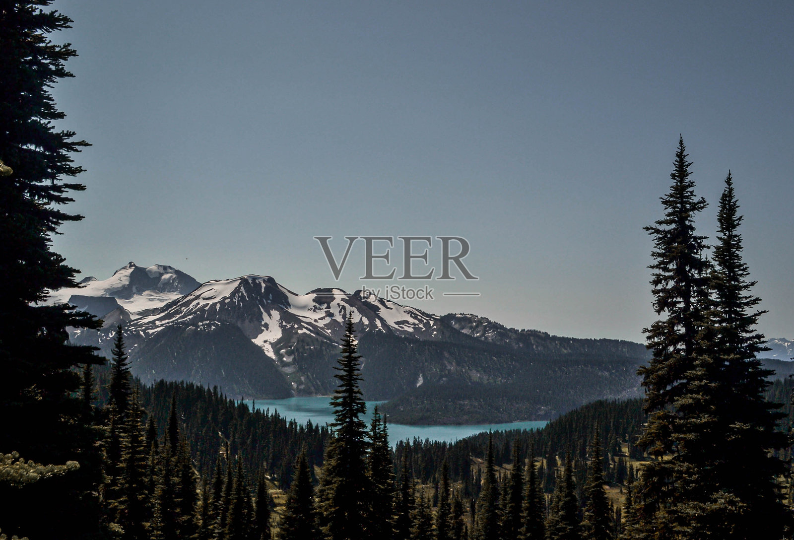被高大树木环绕的雪山和碧绿色湖泊照片摄影图片