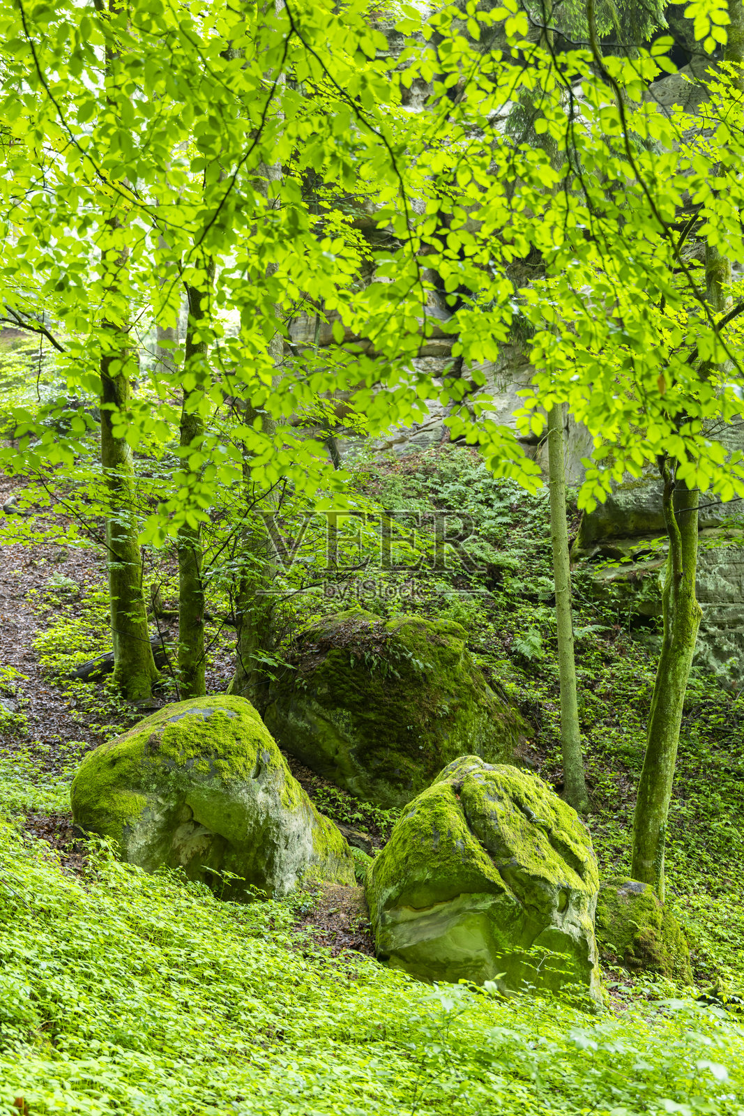 捷克赫鲁巴斯卡拉的苔藓岩石和郁郁葱葱的植被形成了生机勃勃的绿色景观照片摄影图片