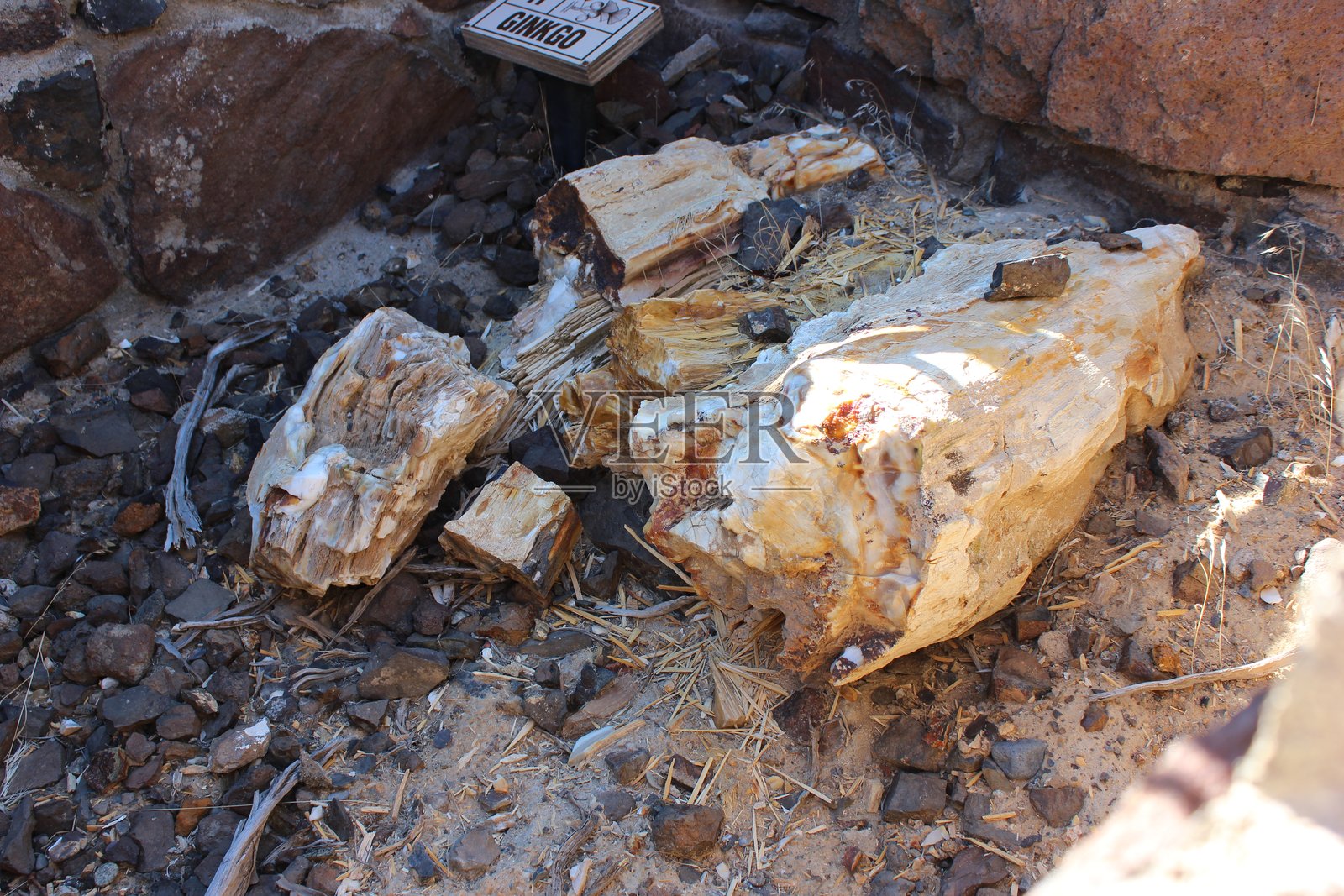 在沙漠地质遗址的岩层中发现的化石化银杏木碎片，探索发生在正午时分。照片摄影图片