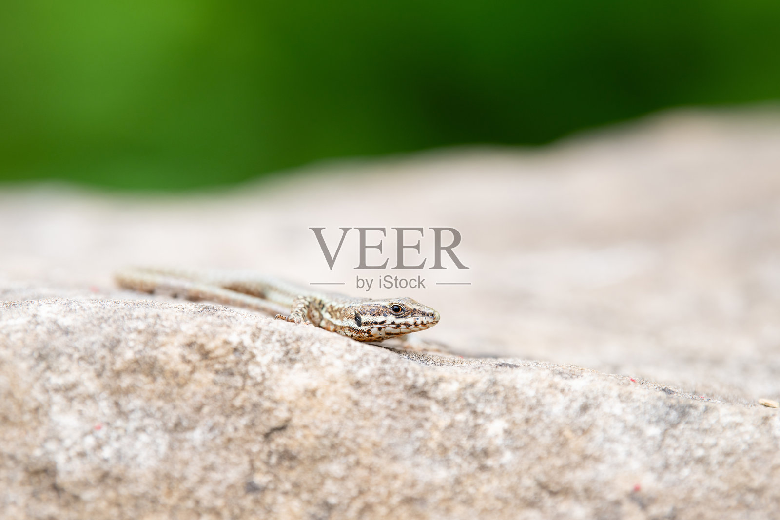 常见墙蜥蜴在板岩石上，Podarcis muralis，生活在北欧和北美的爬行动物，摩泽尔谷的野生动物照片摄影图片