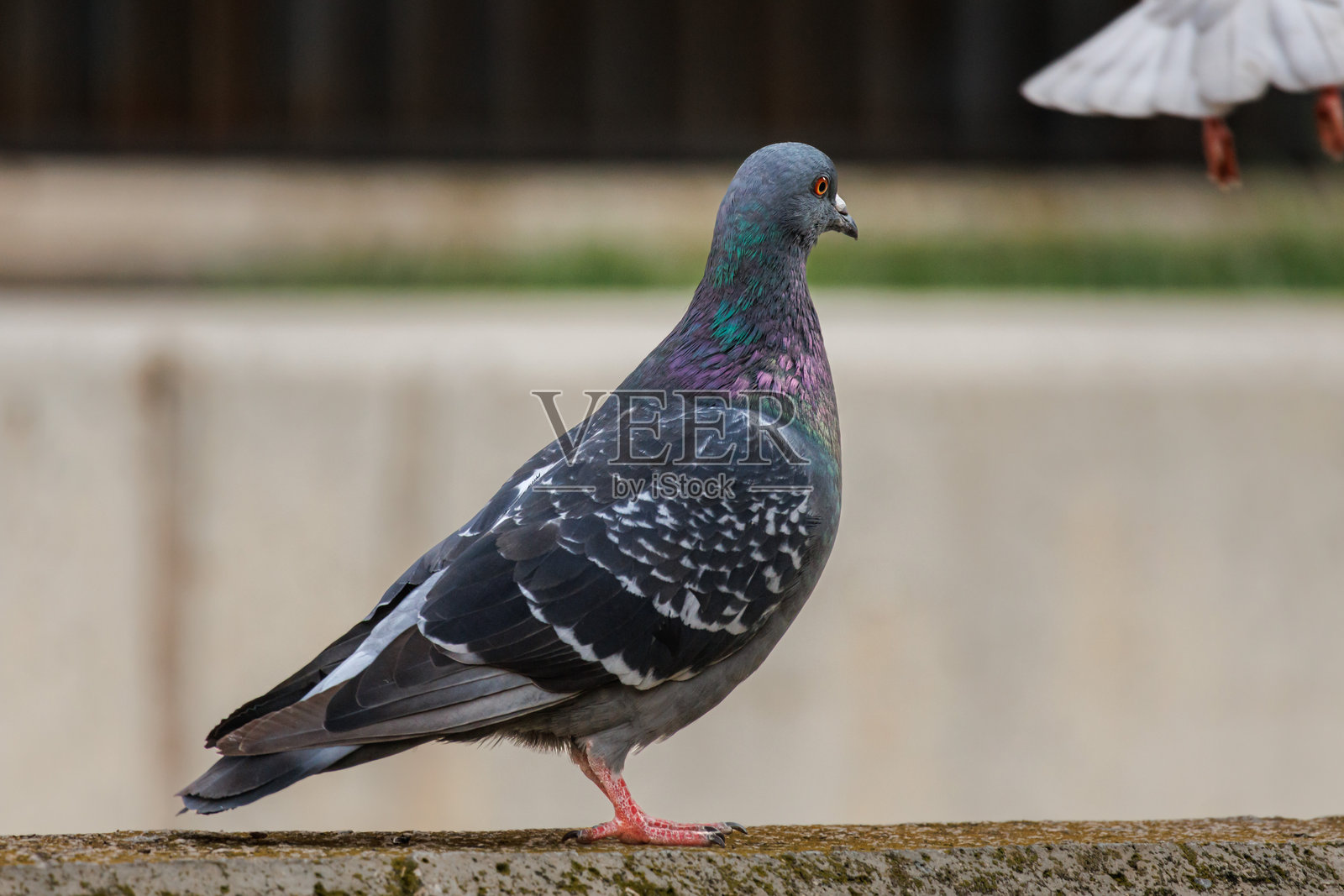 城市鸽子（Columba livia）观察另一只鸽子飞翔照片摄影图片