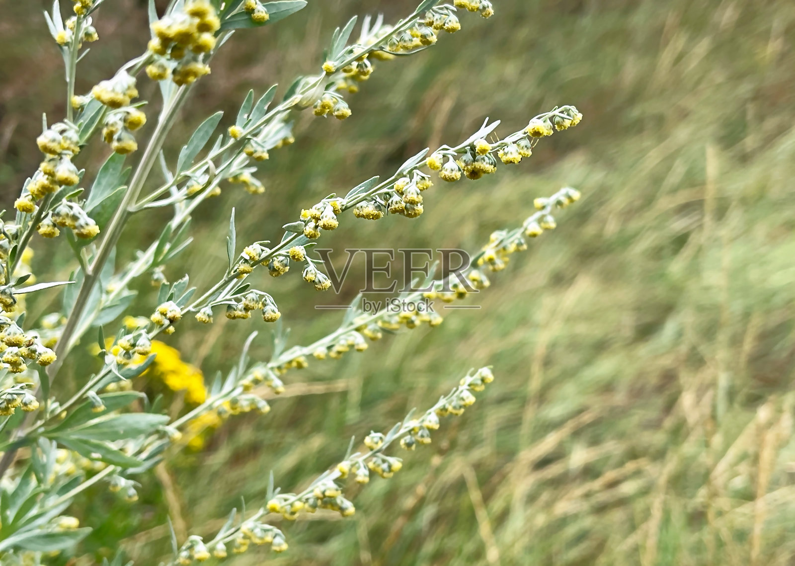 盛开的鼠尾草特写照片摄影图片