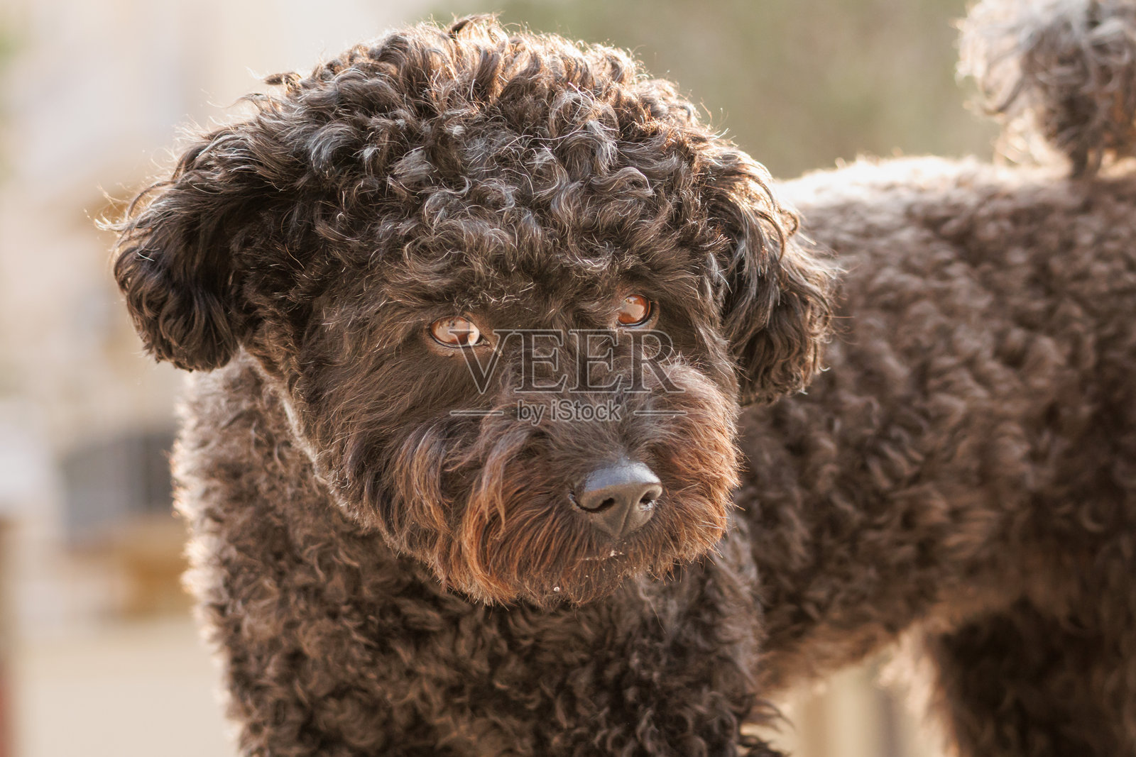 背光下的黑色中型贵宾犬肖像，灰色毛发照片摄影图片