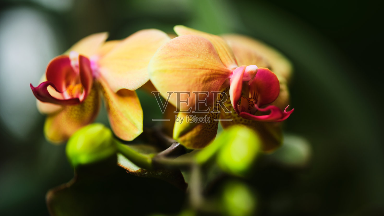 美丽的兰花在春天的郁郁葱葱的花园中绽放，展现出鲜艳的色彩和细腻的花瓣。照片摄影图片