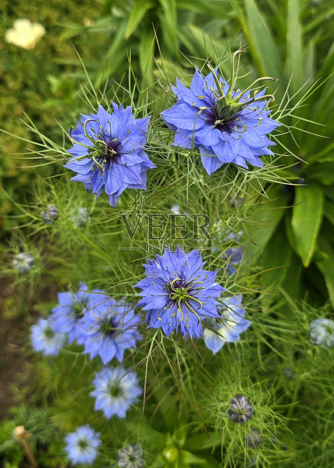 2025年6月3日和4日，尼格拉在温哥华海堤绿道步行道上照片摄影图片