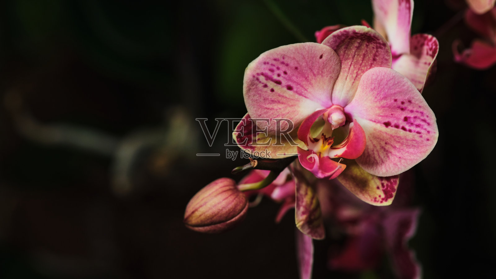 美丽的粉色兰花在热带花园中绽放，独特的花纹在午后阳光下熠熠生辉。照片摄影图片