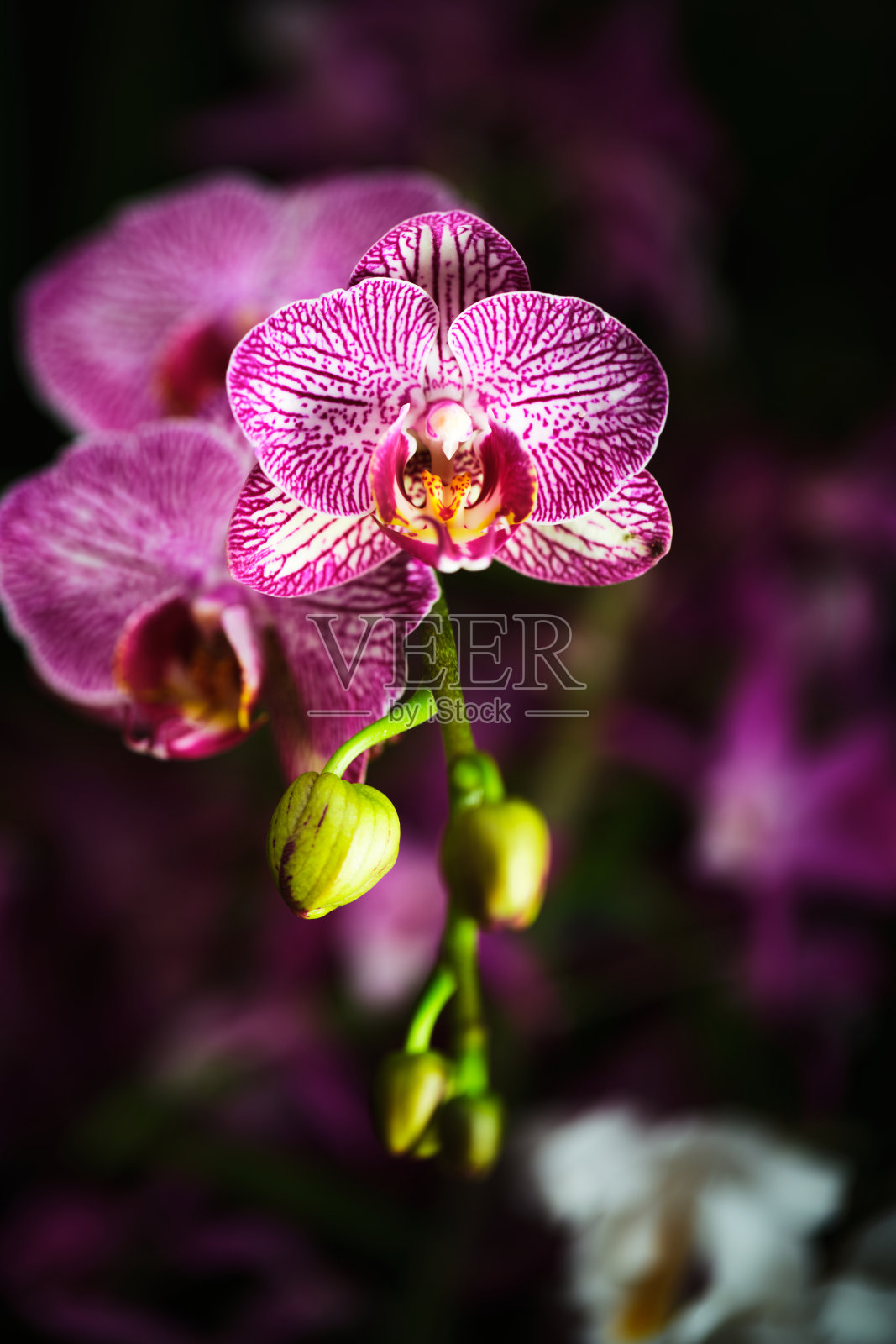 生机勃勃的兰花绽放，展示出复杂的花纹，置身于春季郁郁葱葱的花园中照片摄影图片