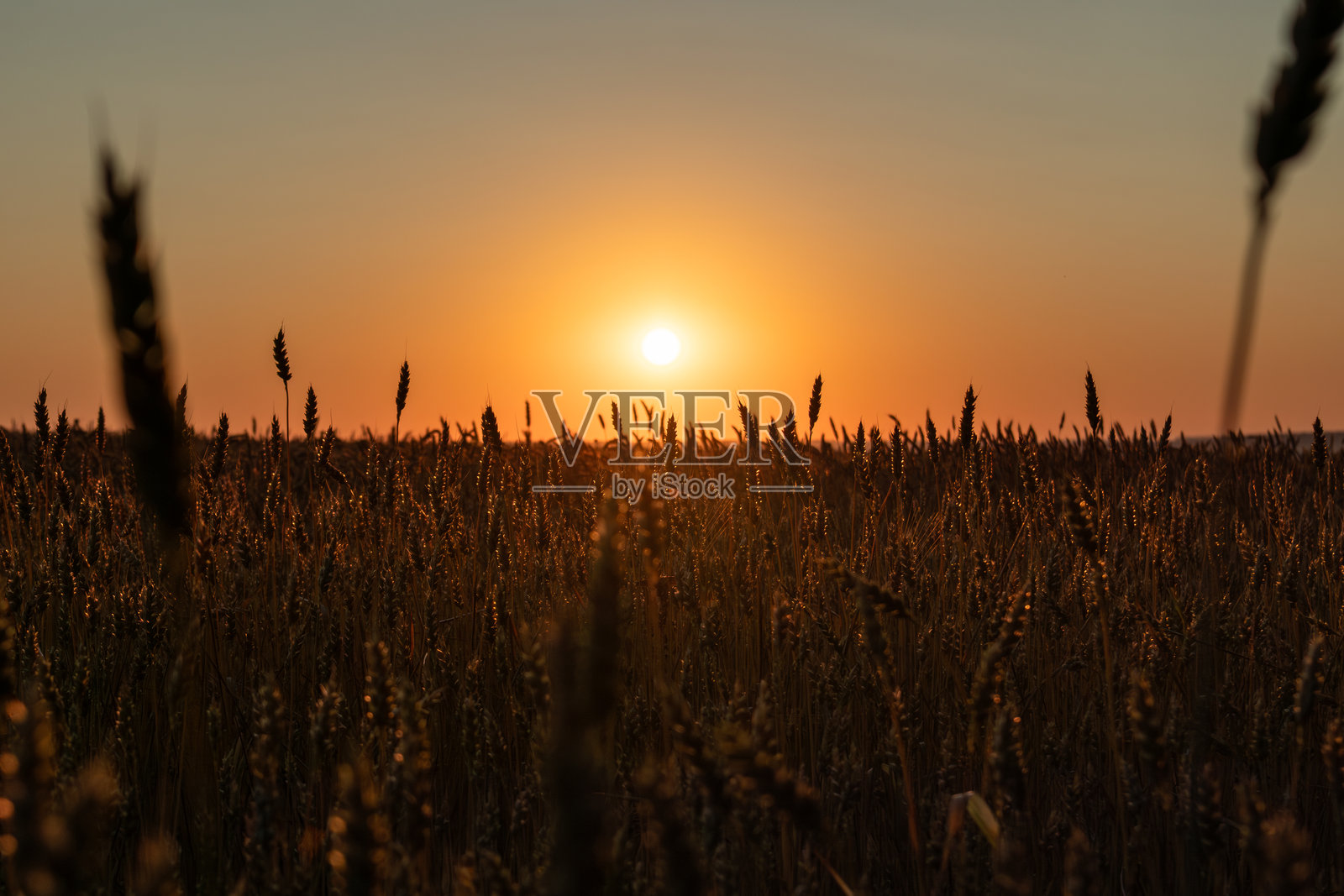温暖阳光下的小麦田照片摄影图片