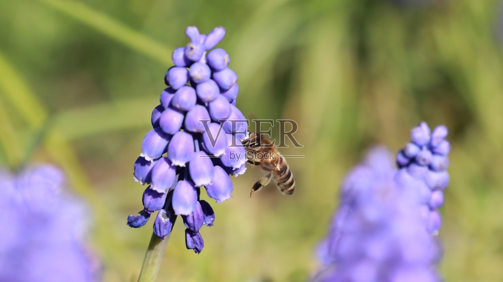蜜蜂在葡萄风信子花上照片摄影图片