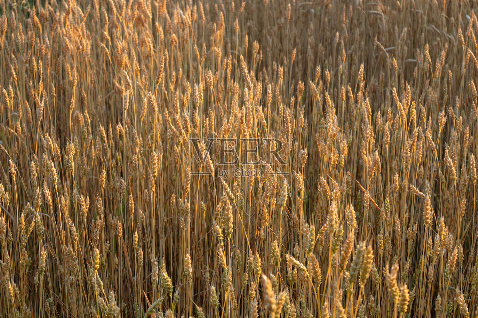 小麦穗纹理特写照片摄影图片