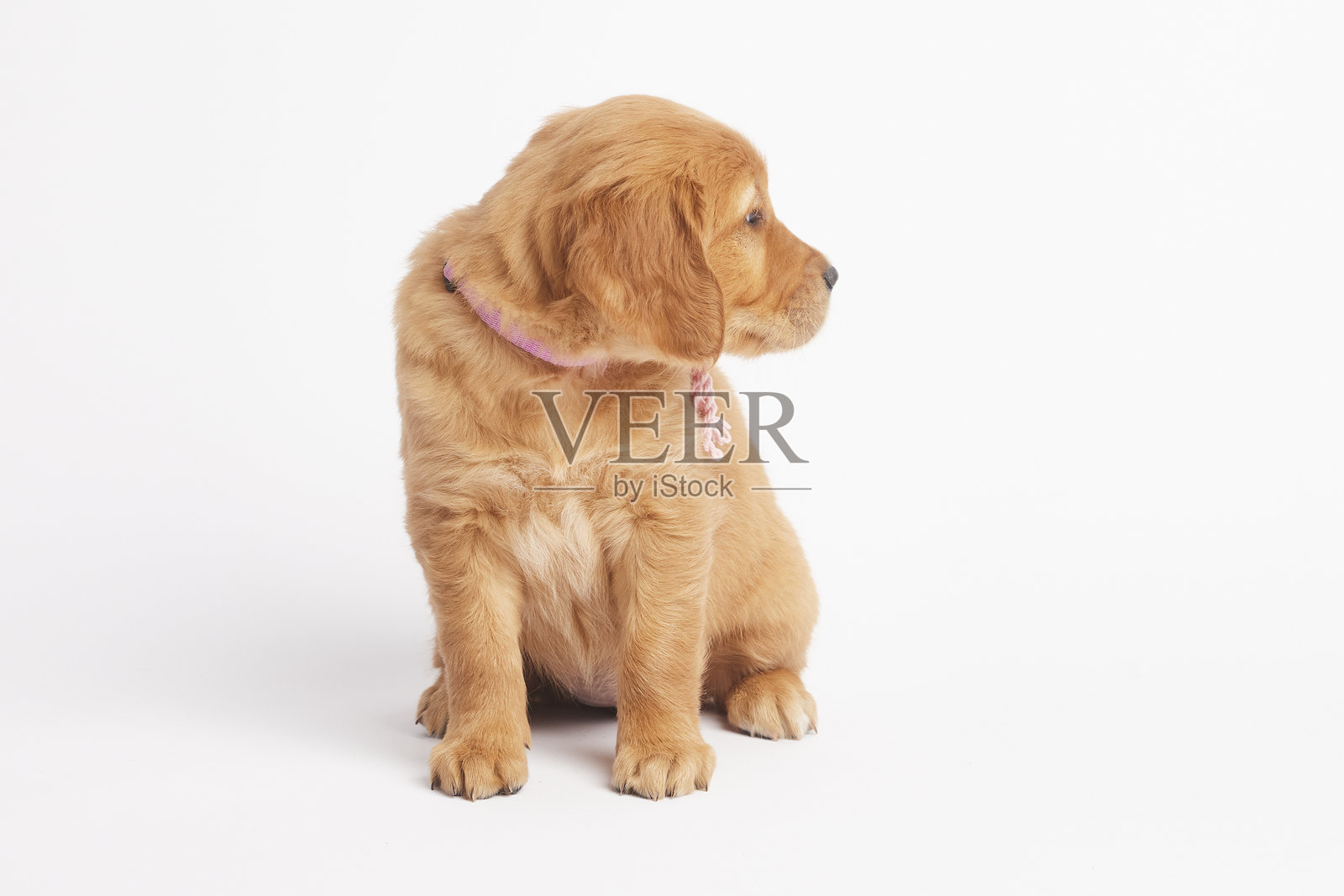 可爱的金毛猎犬小狗，系着粉色丝带照片摄影图片