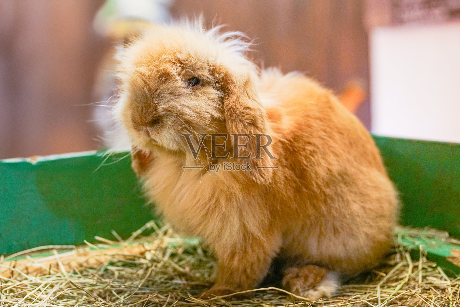 一只毛茸茸的橙棕色美国毛垂兔（Oryctolagas Cuniculus），这种家兔以其独特的垂耳而闻名，舒适地躺在干草上。照片摄影图片