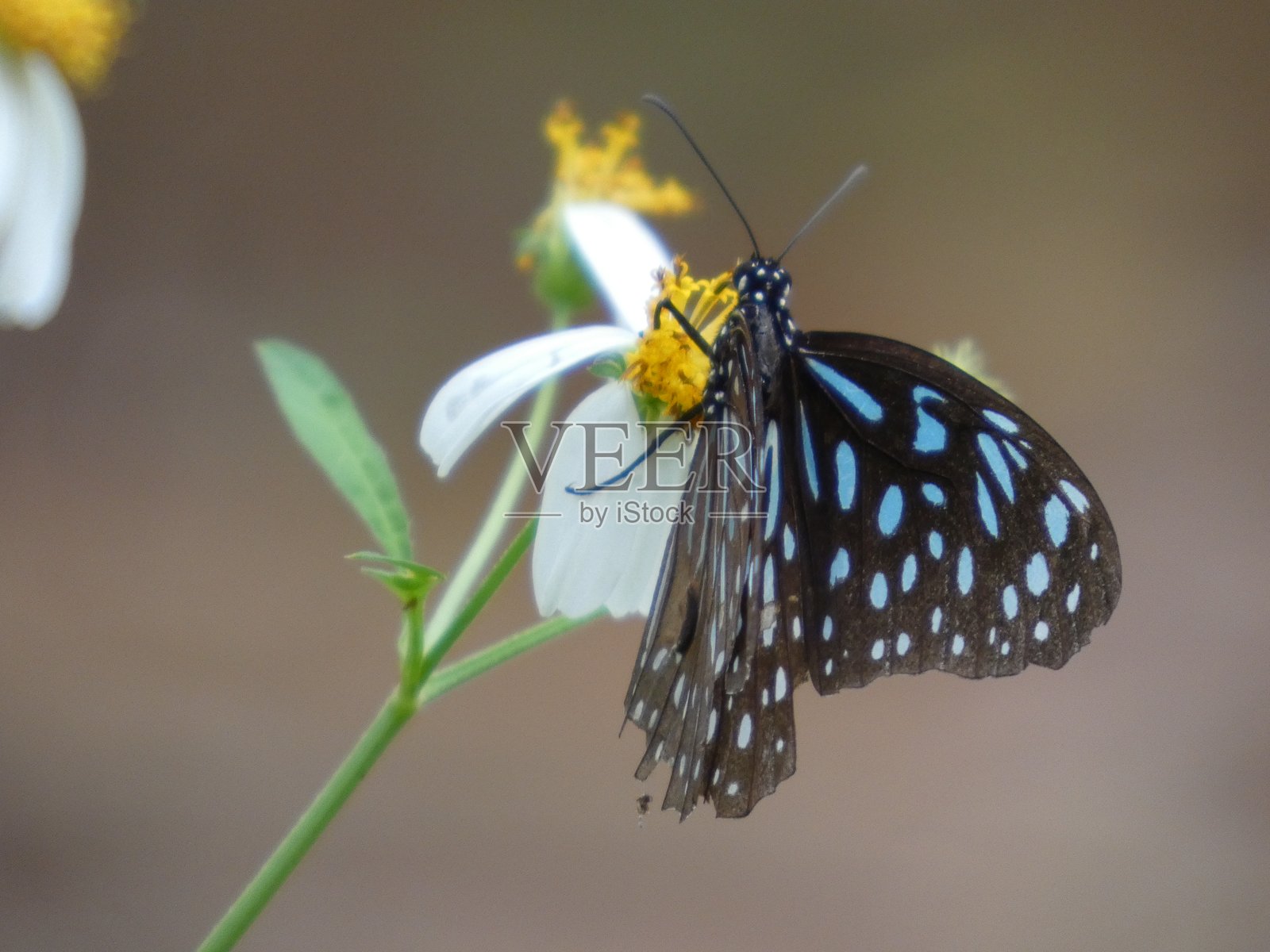 森林中的美丽动物：蝴蝶照片摄影图片