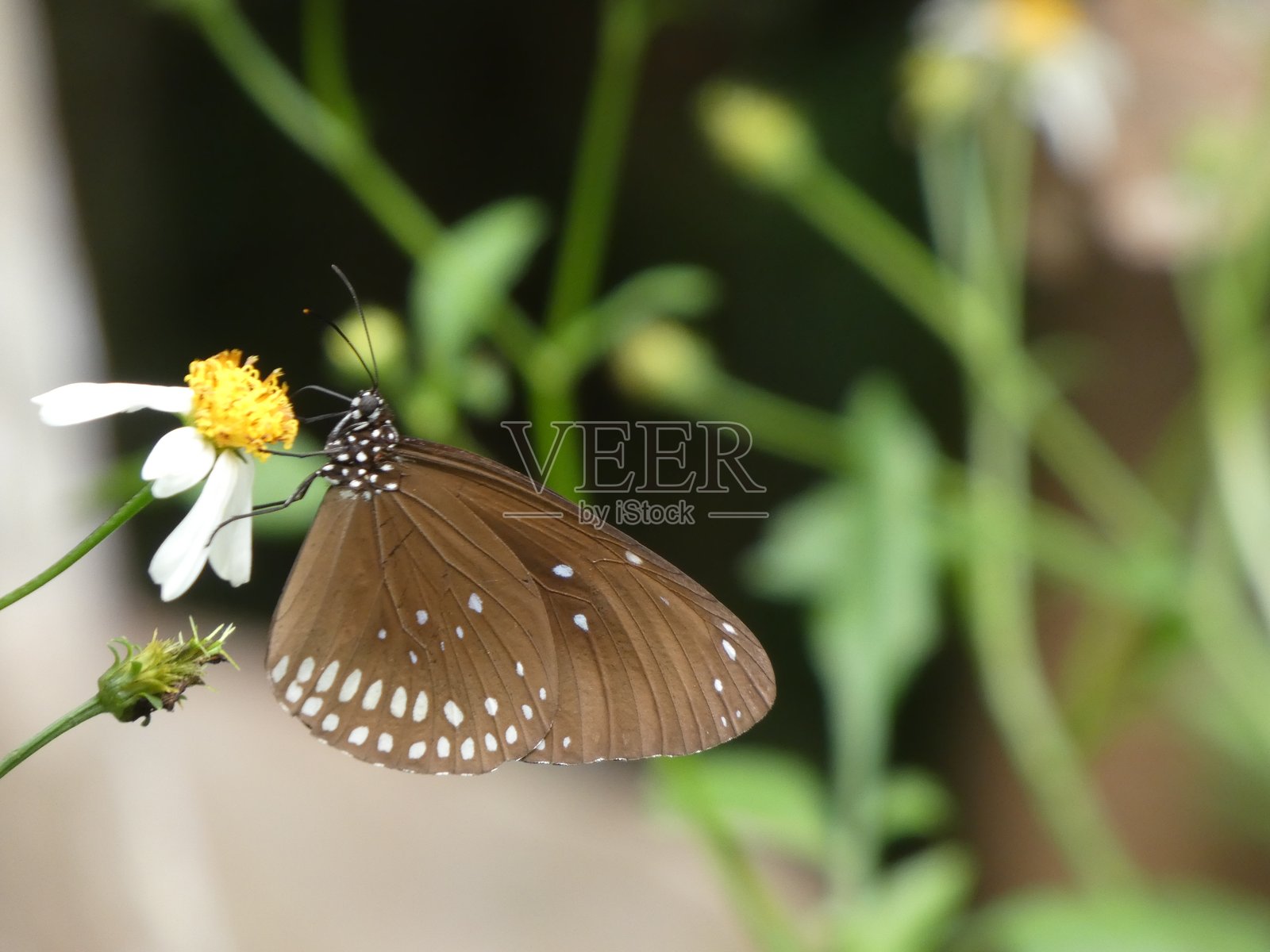 森林中的美丽动物：蝴蝶照片摄影图片