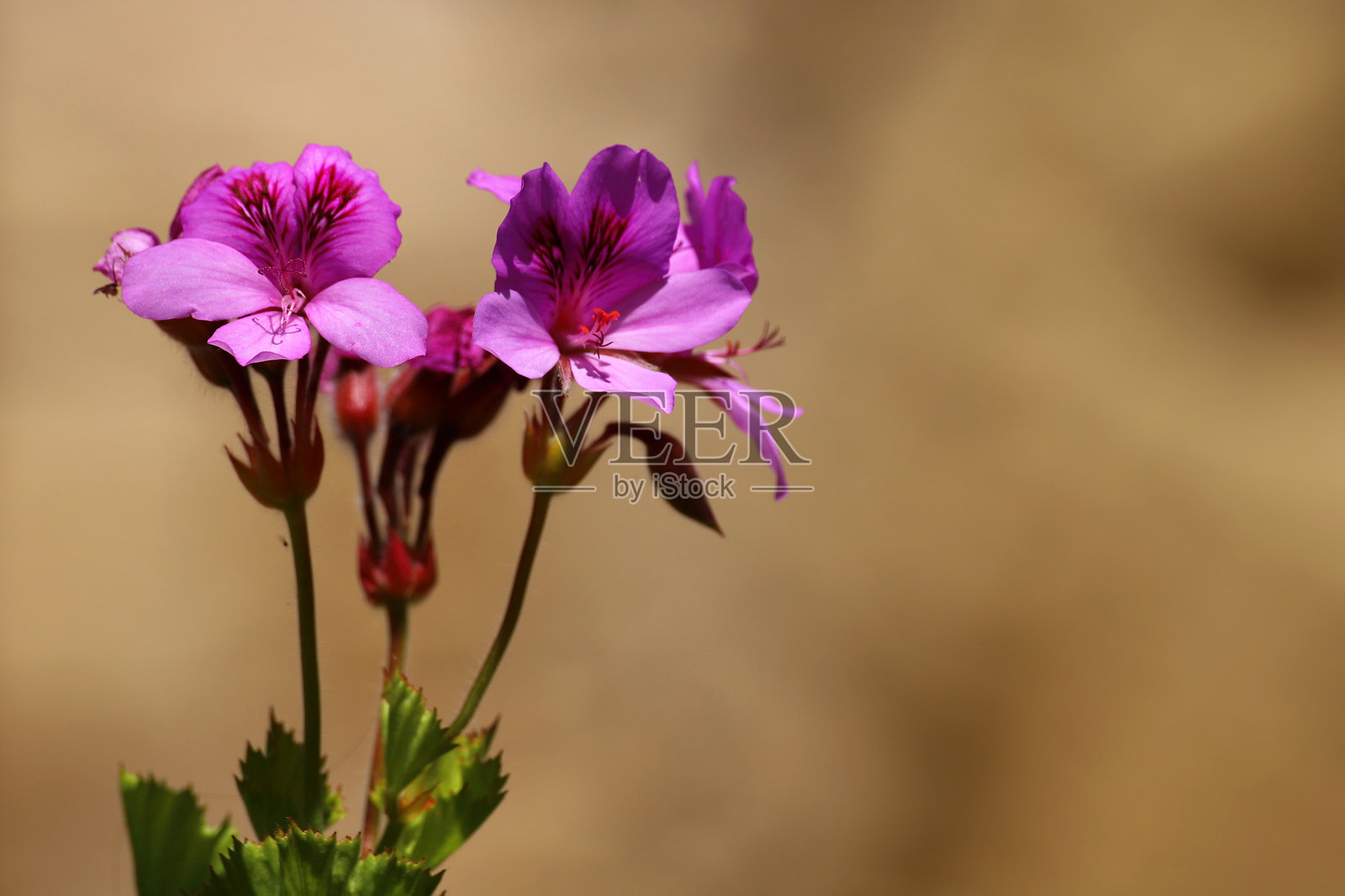 娇嫩的粉色皇室天竺葵花朵在阳光下绽放，背景为柔和的米色模糊效果照片摄影图片
