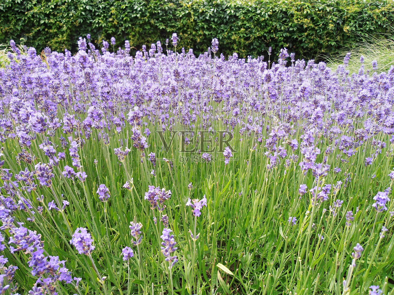 在薰衣草的地面上照片摄影图片