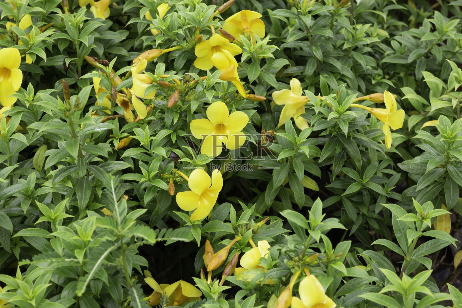 花市中的各种植物和花卉照片摄影图片