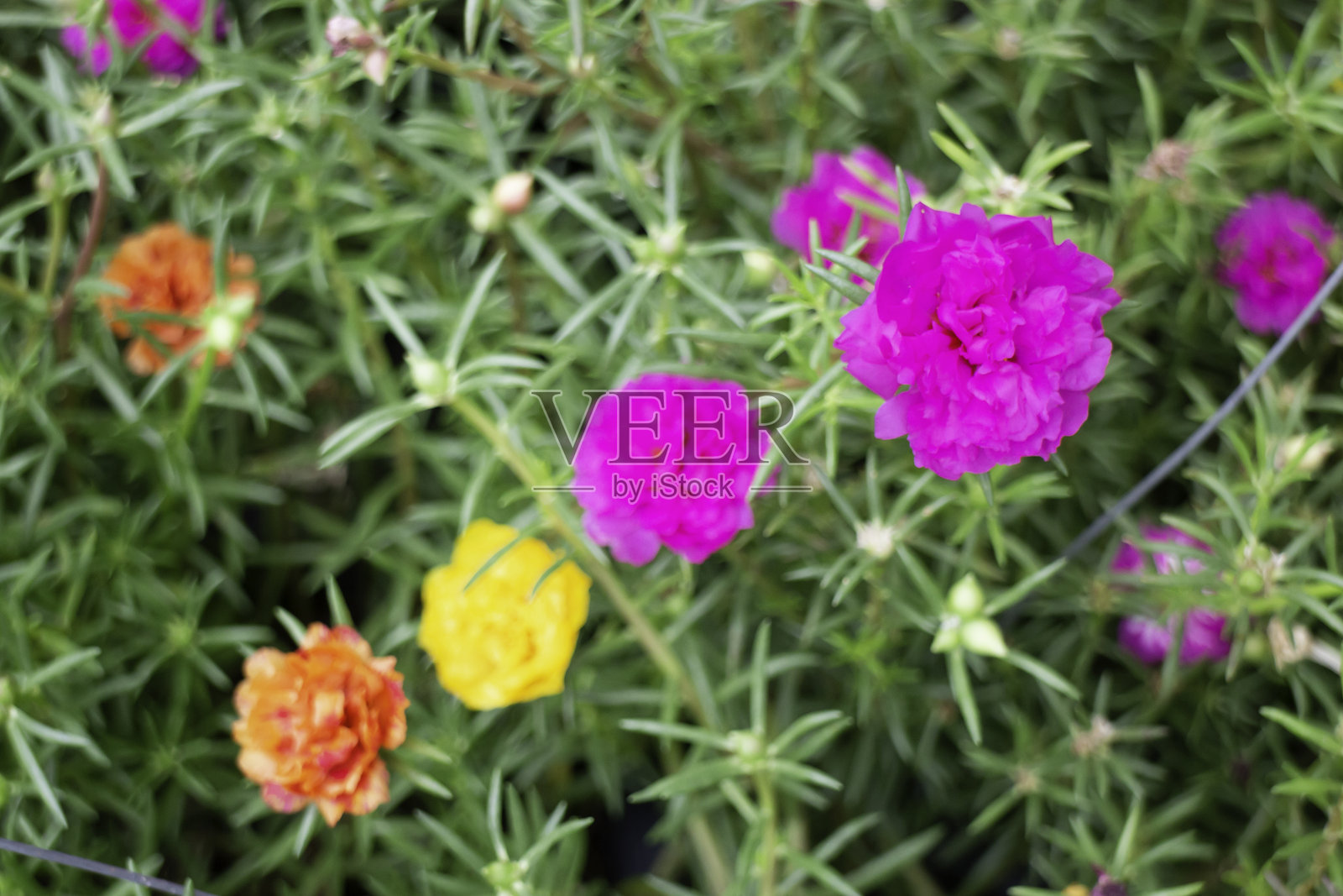 花市中的各种植物和花卉照片摄影图片