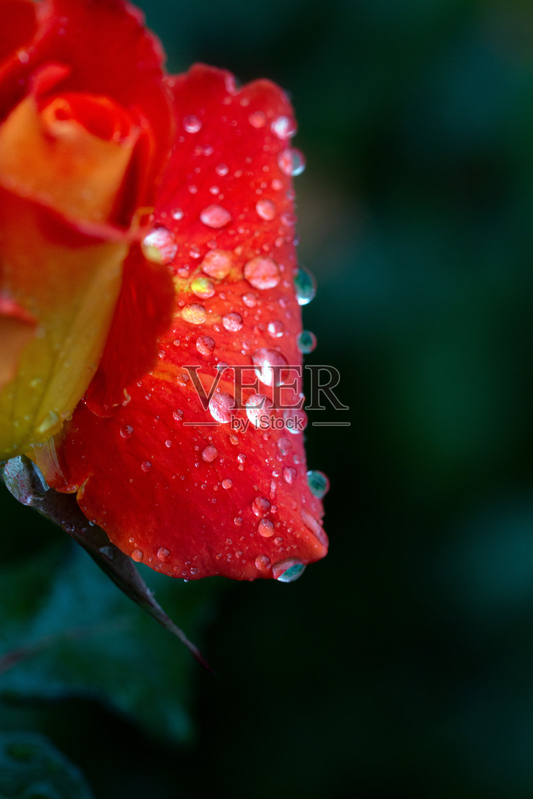 细腻的橙色玫瑰在雨滴中特写。卡片。自然之美。花卉种植，爱好。照片摄影图片