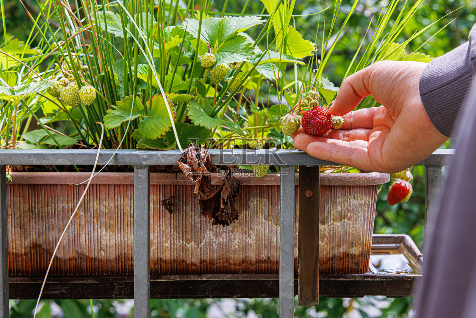 女孩在阳台花园中采摘草莓，草莓生长在棕色塑料花盆里，正从植物上摘下一颗成熟的草莓。照片摄影图片