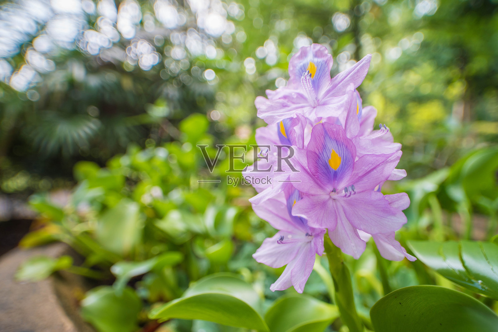 盛开的水葫芦 - 在宁静环境中捕捉到的鲜艳花头和漂浮的绿色叶子照片摄影图片