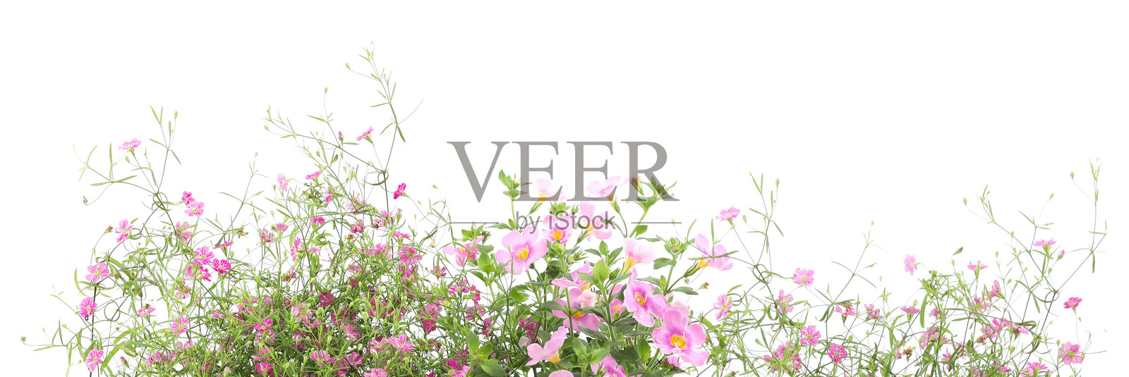 白色背景上的满天星和巴科帕花边。照片摄影图片