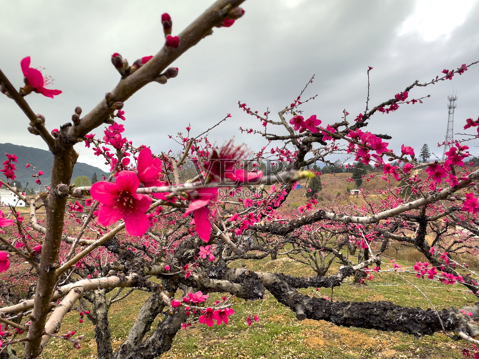 广东省河源市连平县天心村桃花盛开的乡村风景照片摄影图片