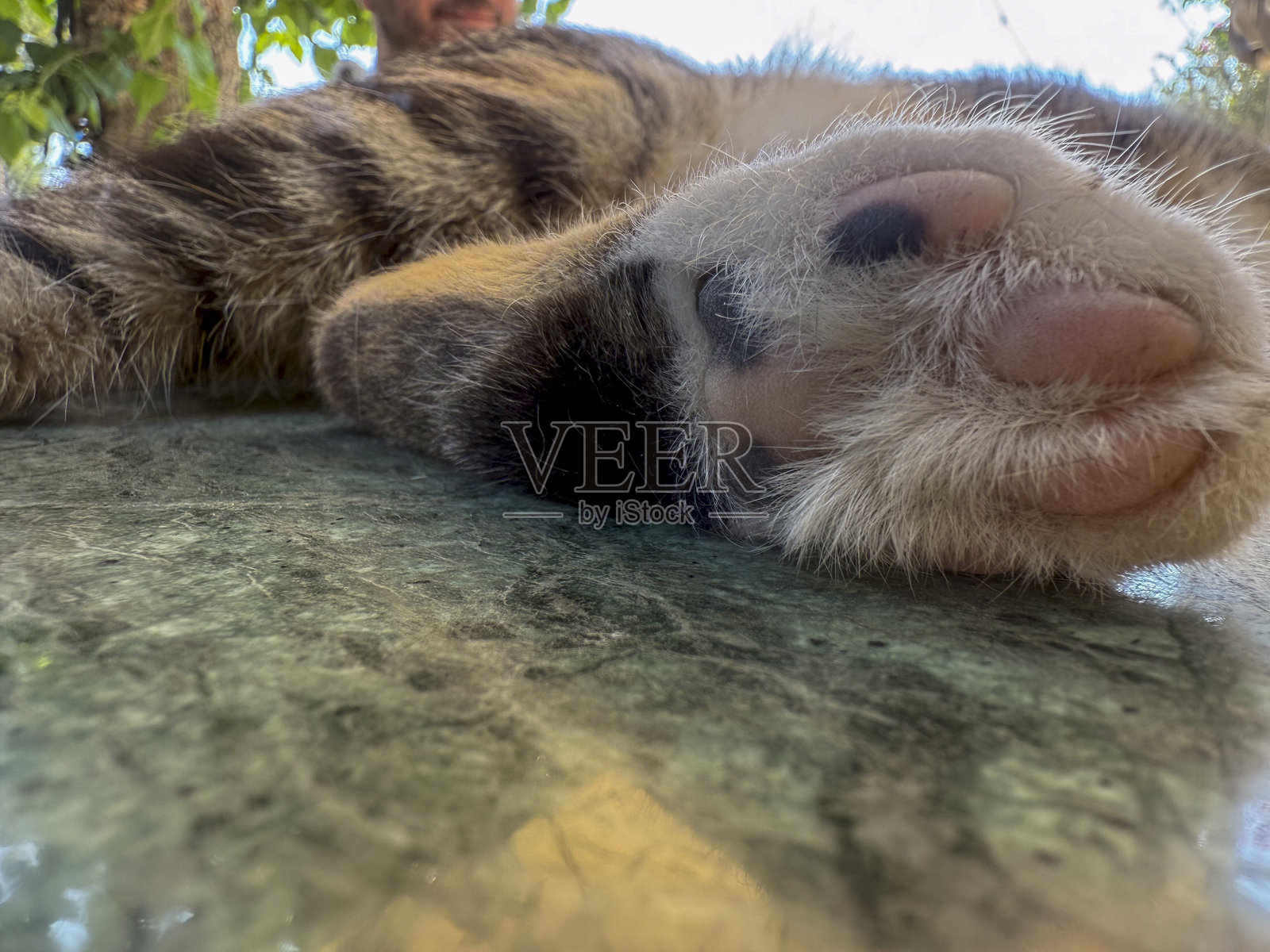 猫爪特写照片摄影图片