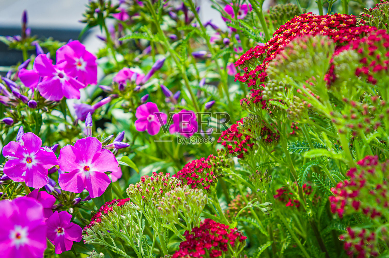 福禄考和蓍草照片摄影图片