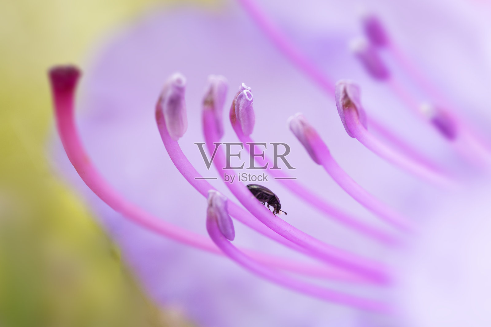 杜鹃花上的虫子照片摄影图片