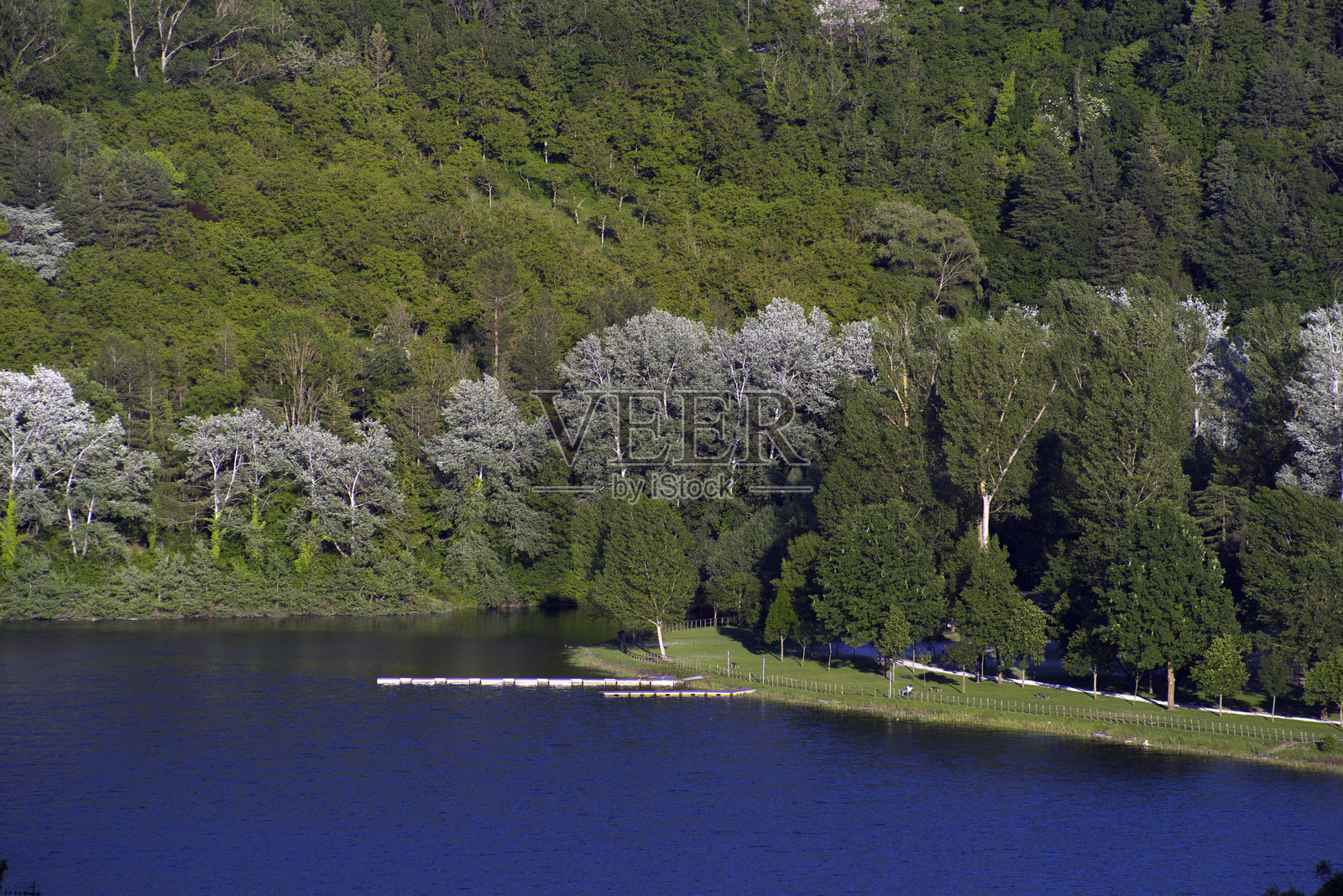 湖岸边的树木与森林的景观照片摄影图片